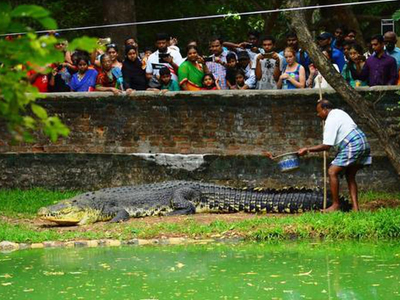 Crocodile Bank